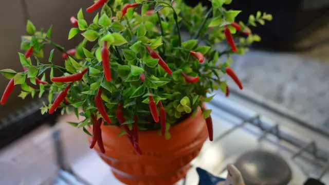 Pohon Cabai