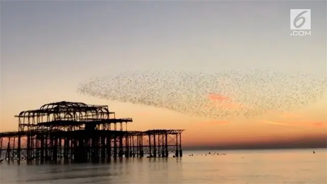 Ribuan burung Jalak menari di atas laut sebelum matahari terbenam.