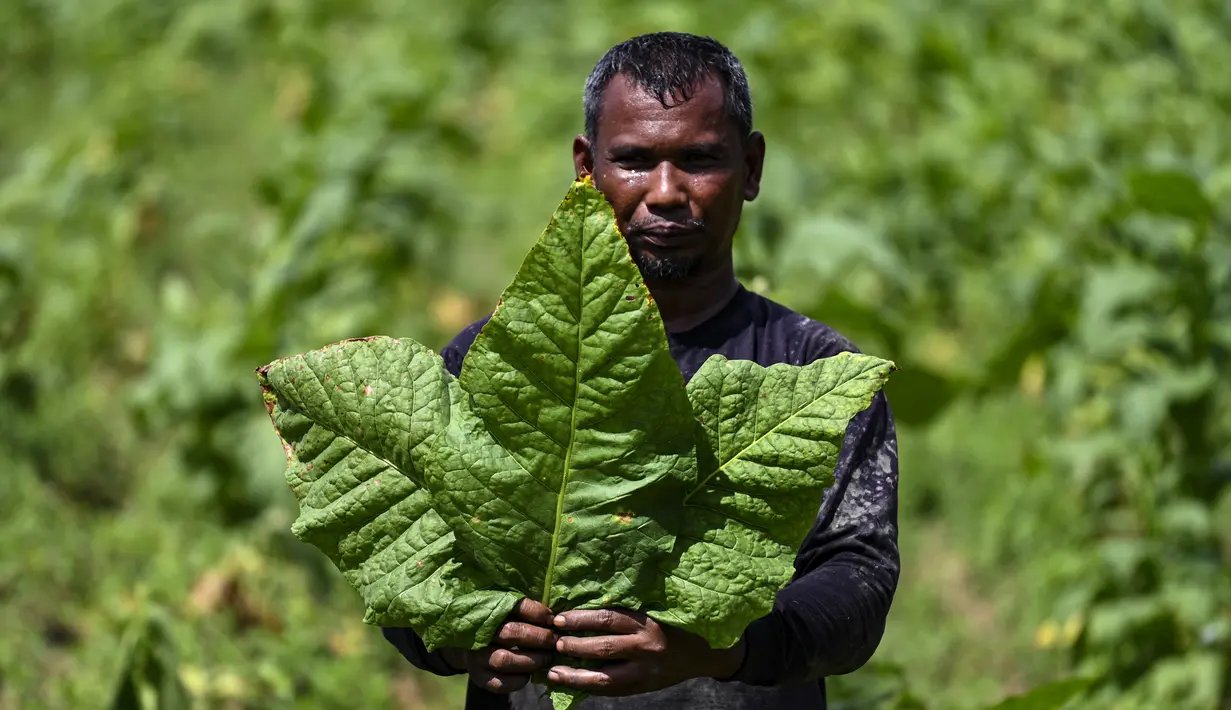 Seorang petani menunjukkan daun tembakau di perkebunan tembakau di Kuta Cot Glie, provinsi Aceh (6/1/2022).  Kementerian Keuangan menaikkan tarif CHT terhitung 1 Januari 2022 rata-rata 12 persen dengan dasar pertimbangan untuk pengendalian konsumsi rokok masyarakat. (AFP/Chaideer Mahyuddin)