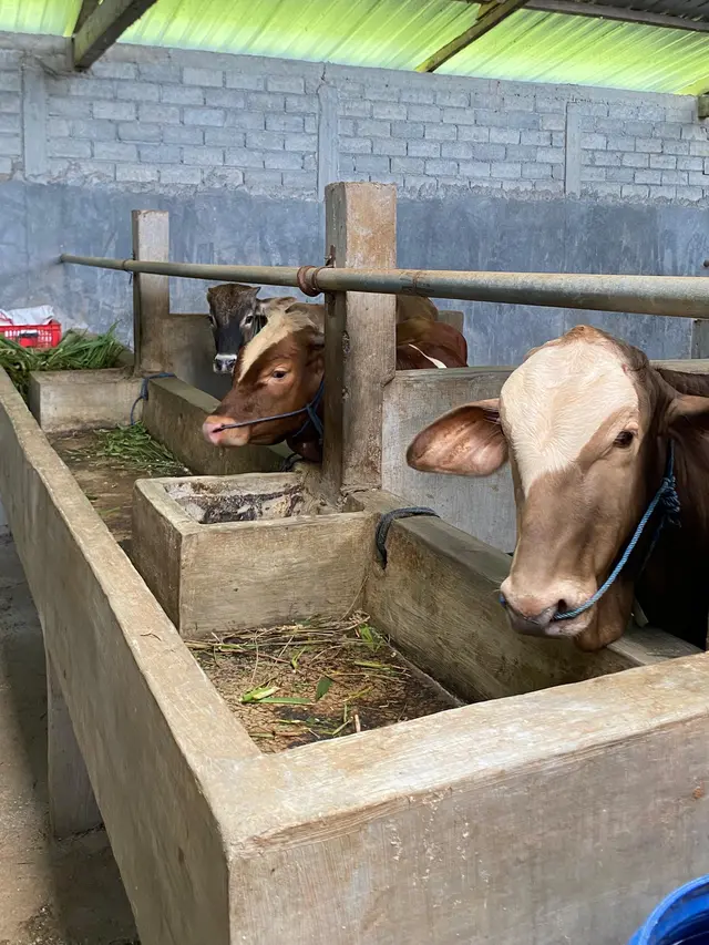 Lembu Khambali Farm