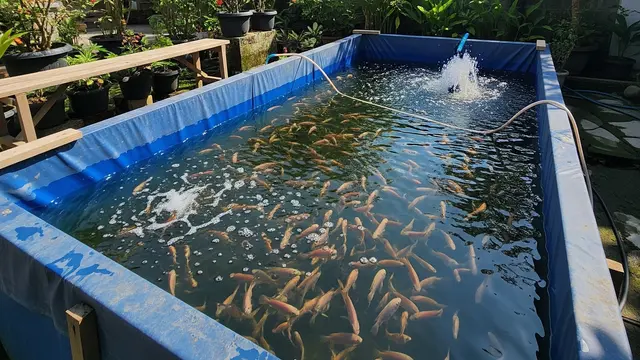 Tips Ternak Ikan Nila di Kolam Terpal Kecil.