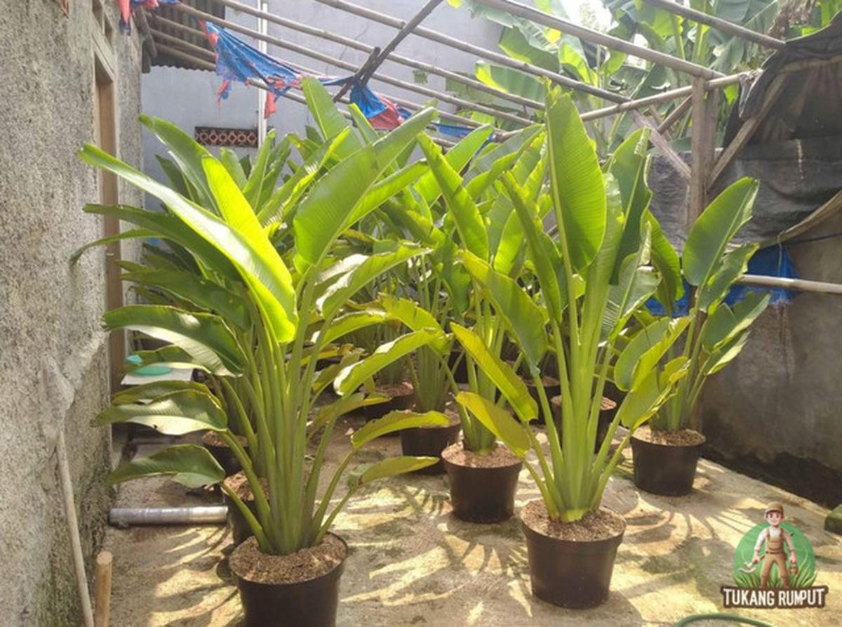 7 Jenis Tanaman Kebun Mini yang Sebaiknya Tidak Ditanam Dekat Rumah