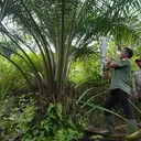Ratusan Hektare Sawit Ilegal Menggerogoti Jantung Leuser