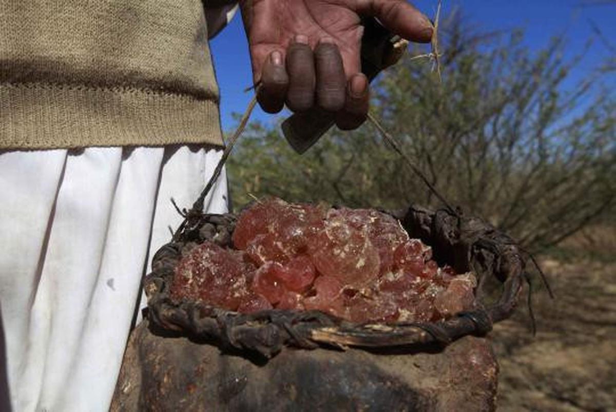 Manisnya permen karet alam 'Gum Arabic' dari pohon akasia