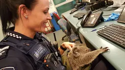 Petugas polisi bersama bayi koala yang ditemukan di dalam tas seorang wanita di Brisbane, Senin (7/11). Bayi koala itu ditemukan di dalam tas wanita 50 tahun setelah polisi Australia menangkapnya dalam pemeriksaan rutin lalu lintas. (AFP Photo)