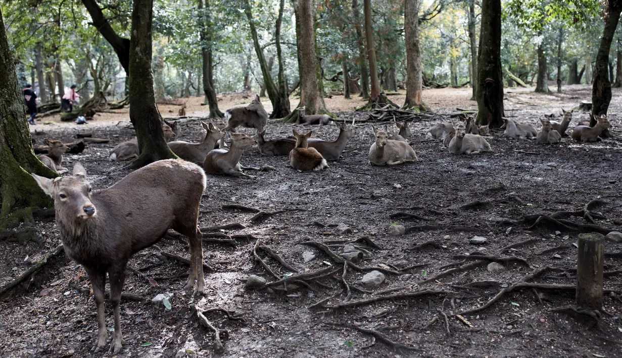 Kawanan rusa yang ada di taman Nara, kota Nara, Jepang pada 7 Desember 2018. Begitu memasuki kawasan ini, para pengunjung akan disambut dengan banyak rusa yang berkeliaran bebas. (Behrouz MEHRI / AFP)