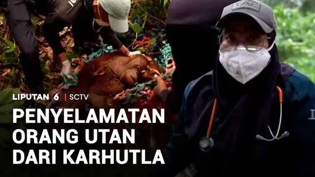 Penyelamatan Orang Utan dari Karhutla