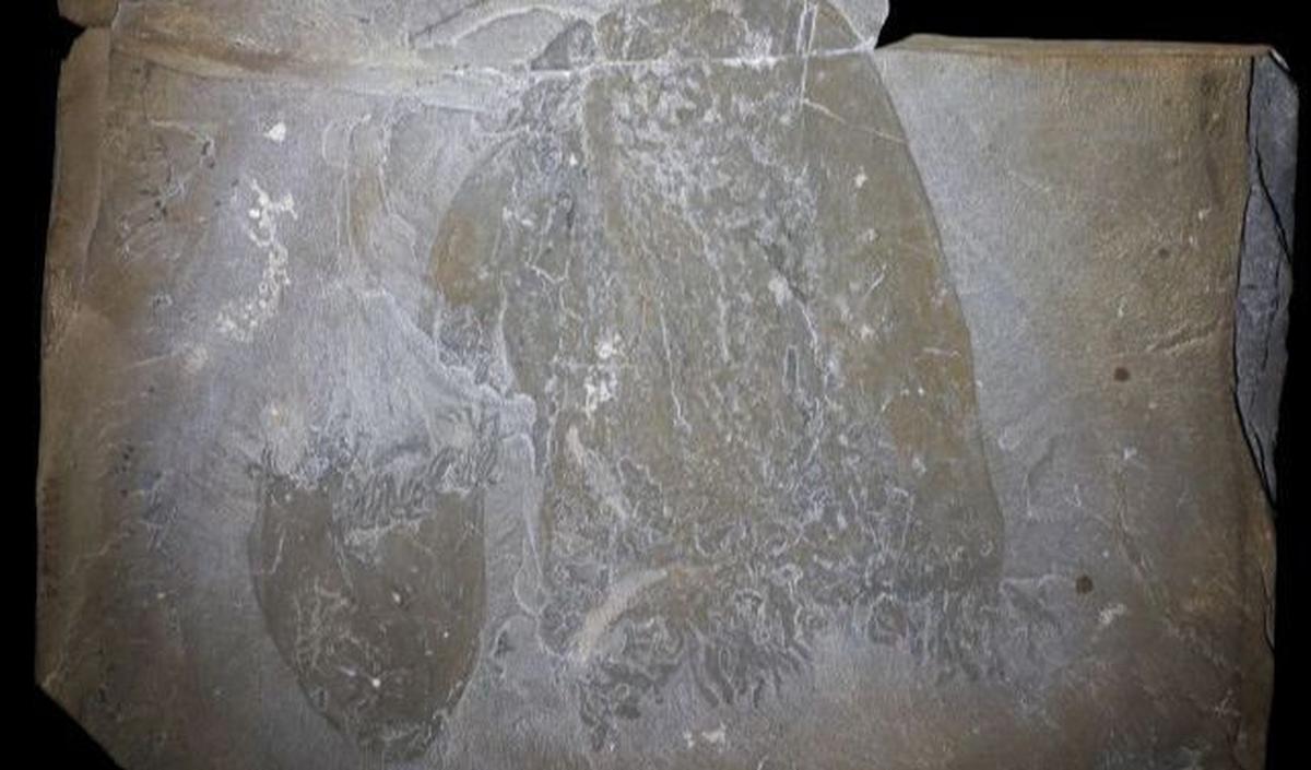 Burgess Shale di Kanada adalah lagerstätte terkenal di mana ditemukan banyak fosil hewan lunak dari periode Cambrian. 

Ubur-ubur, yang termasuk dalam filum Cnidaria. Cnidaria dari varietas polip ini ditemukan di lapisan fosil yang berusia 560 juta tah