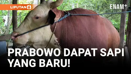 VIDEO: Hulk, Sapi Kurban Terbaru Milik Prabowo di Sulawesi Barat!