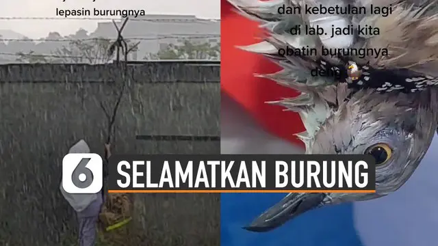 Aksi heroik ditunjukkan oleh seorang perempuan yang menyelamatkan seekor burung tersangkut di pagar kawat.