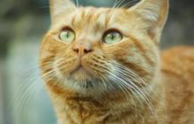 Mengapa Kucing Bisa Mengenali Bau Pemiliknya?
