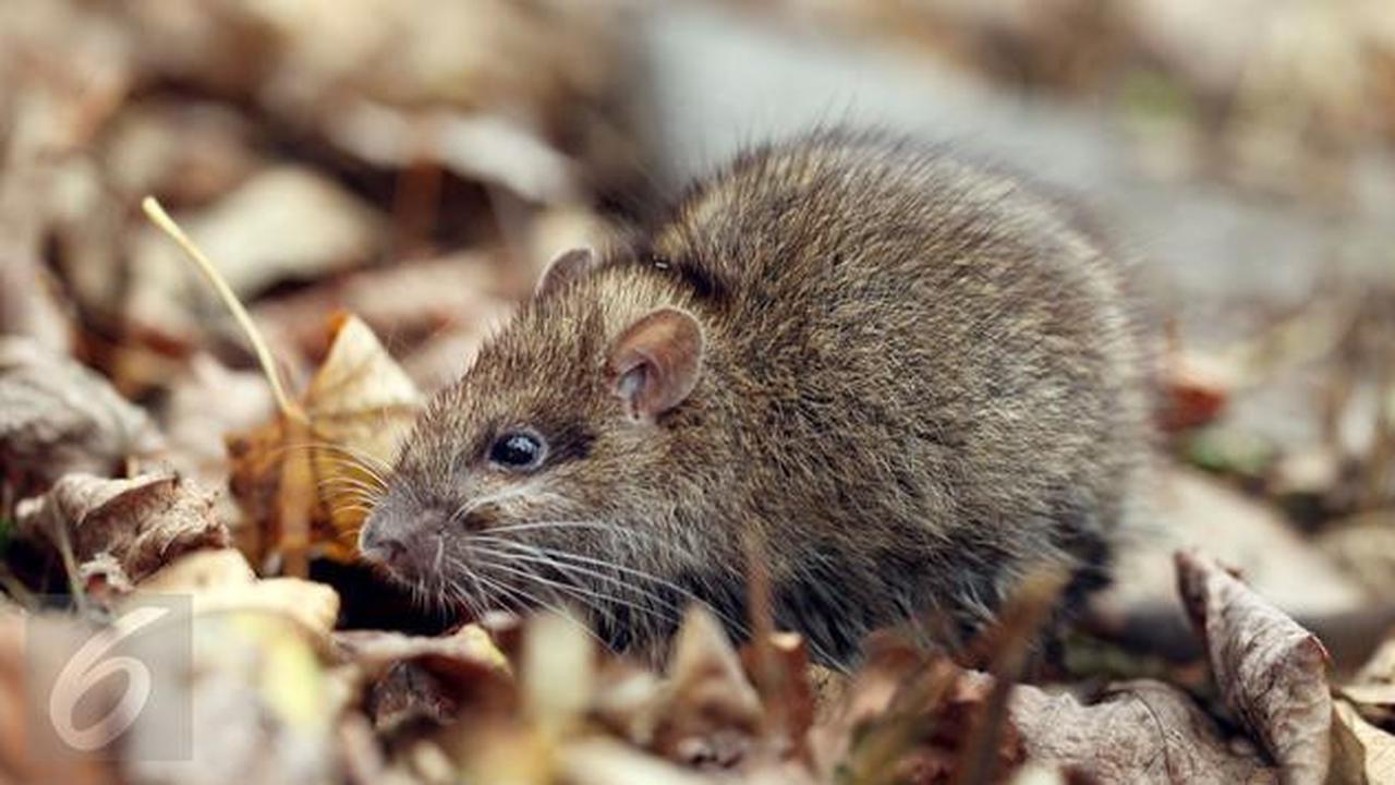 7 Jenis Tikus yang Sering Berkeliaran di Rumah, Ketahui Habitat dan Bahayanya