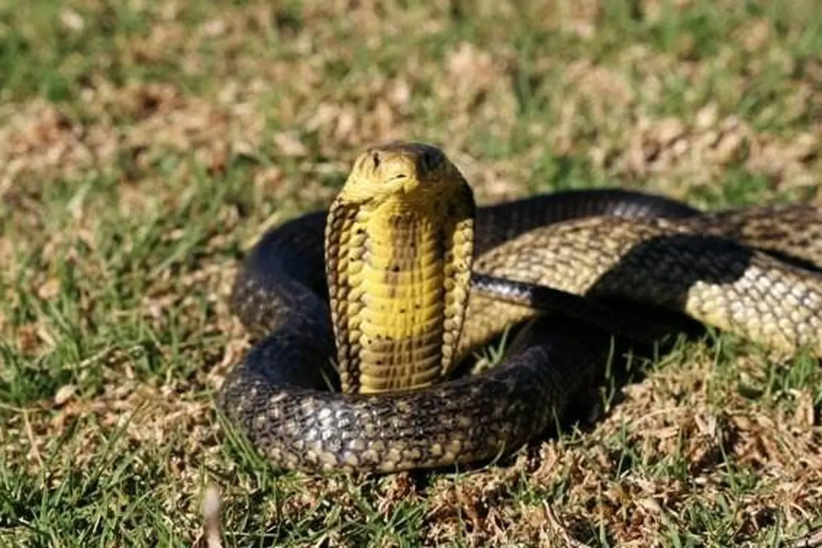 ular berbisa