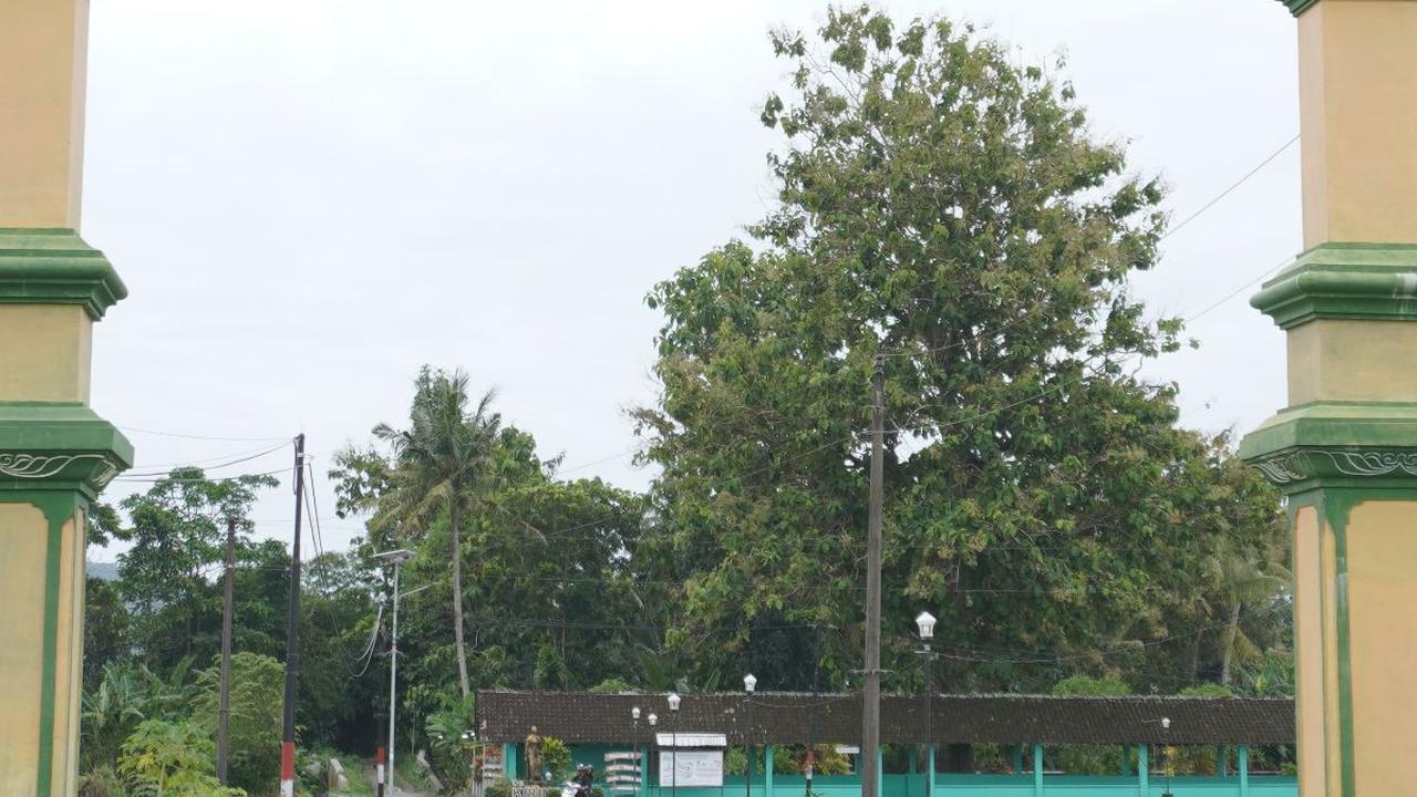 Mimpi Kelompok Seruni Putih