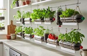 Menanam Sayur di Botol Bekas. (Foto: Gemini AI)