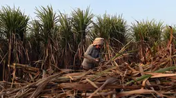 Seorang petani mengumpulkan tebu untuk dijual di pabrik gula di Modinagar di Ghaziabad, New Delhi, (31/1). Pemerintah India akan fokus pada sektor pertanian dalam anggaran tahunannya yang dirilis pada 1 Februari. (AFP Photo/Prakash Singh)