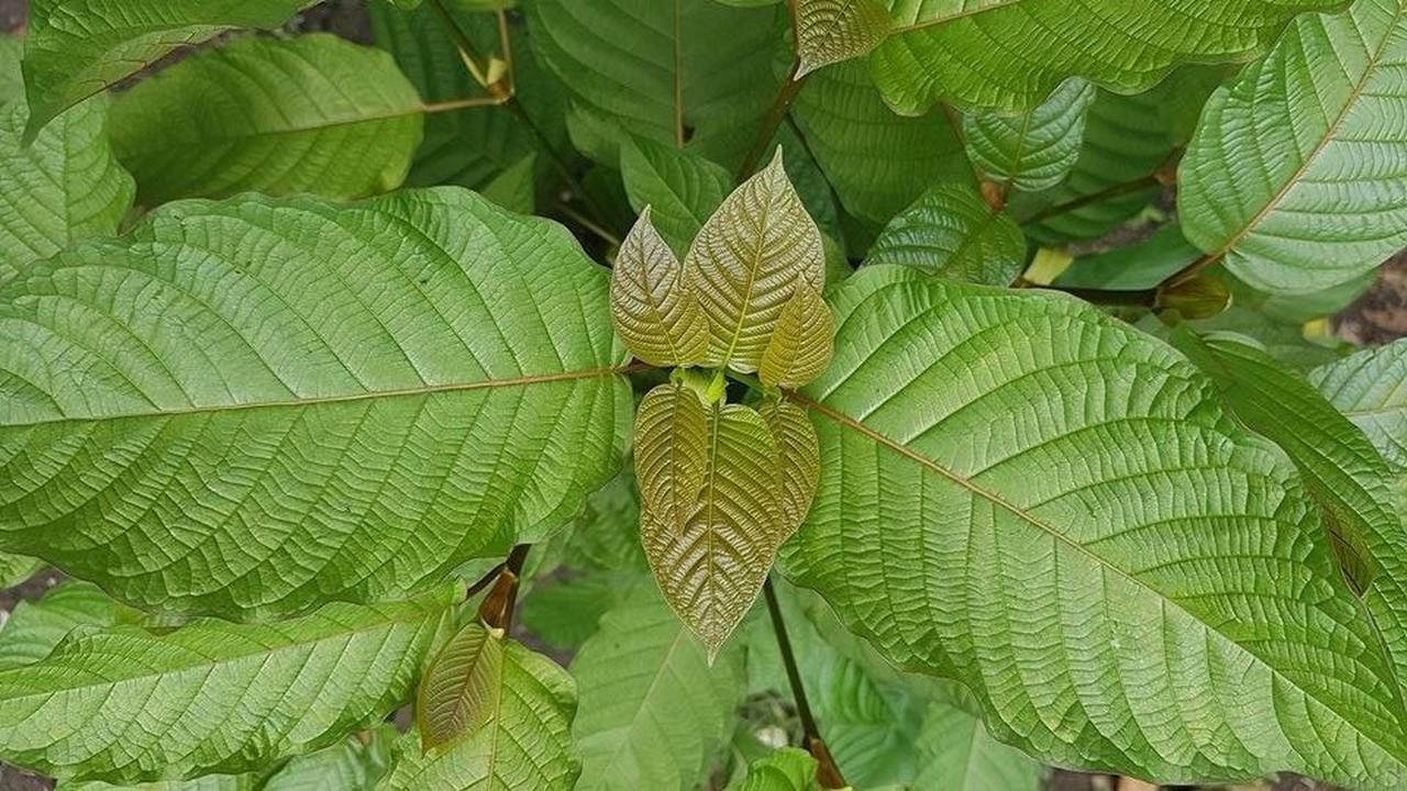 Jokowi Minta Kemendag Atur Perdagangan Tanaman Kratom
