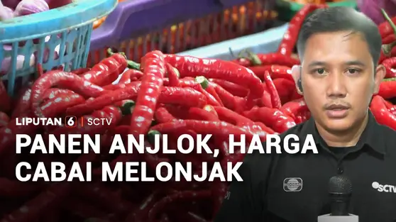 Panen Anjlok, Harga Cabai Melonjak