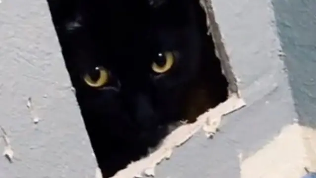 Dikira Hilang, Kucing Ini Ternyata Terjebak di Balik Tembok