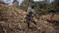 Miliaran belalang menyerang lahan pertanian di Kenya. AP Photo/Brian Inganga