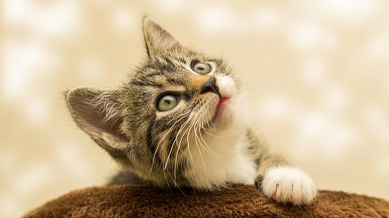 8 Cara agar Tidak Takut Kucing,  Latihan Bertahap hingga Terapi Eksposur