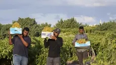 Petani Palestina membawa berkotak-kotak penuh anggur selama musim panen, di Gaza City, Rabu, 9 Agustus 2023. (AP Photo/Adel Hana)