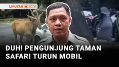 Tindakan ceroboh pengunjung kembali terjadi di Taman Safari Indonesia, Kabupaten Bogor, Jawa Barat. Seorang pengunjung terekam keluar dari kendaraannya dan memberi makan jerapah. Video ini pun viral.