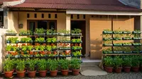 7 Kesalahan Merawat Sayur di Teras yang Bikin Tanaman Gagal Panen
