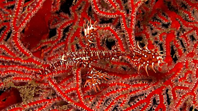 Unduh 520 Koleksi Gambar Hantu Ikan  Gratis HD