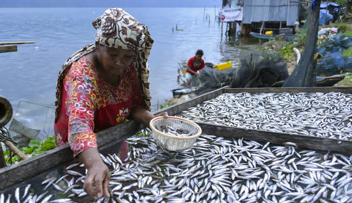 Seorang wanita mengeringkan ikan di samping danau Laut Tawar di Takengon, provinsi Aceh tengah, (1/3). Volume air danau Laut Tawar ini kira-kira 2.537.483.884 m³ (2,5 triliun liter). (AFP Photo/Chaideer Mahyuddin)