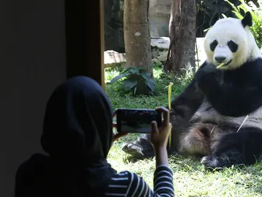 Seorang jurnalis mengambil foto panda wanita asal China bernama Hu Chun di kebun binatang Taman Safari Indonesia di Bogor, Jawa Barat, (1/11). Dua panda Cai Tao dan Hu Chun tiba di Indonesia pada bulan September lalu. (AP Photo / Achmad Ibrahim)