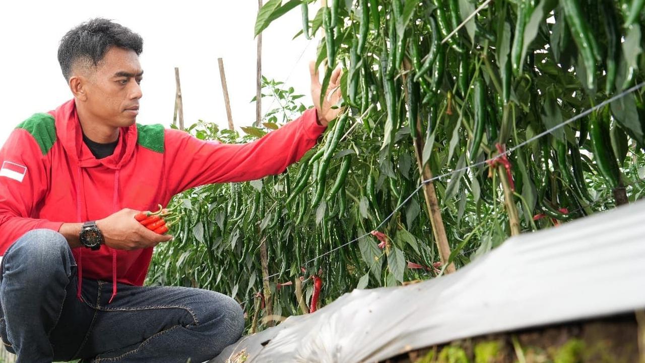 Kisah Petani Milenial Sukses Budidaya Sayuran, Bercita-cita bangun Sekolah Lapang Pertanian