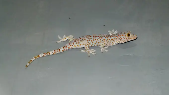 Ilustrasi Cicak (Credit: James Tiono/Unsplash)