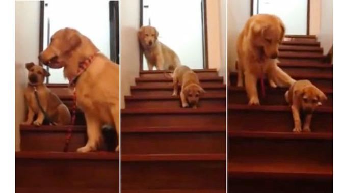 Video Aksi Tolongmenolong Anjing yang Mengesankan Tekno