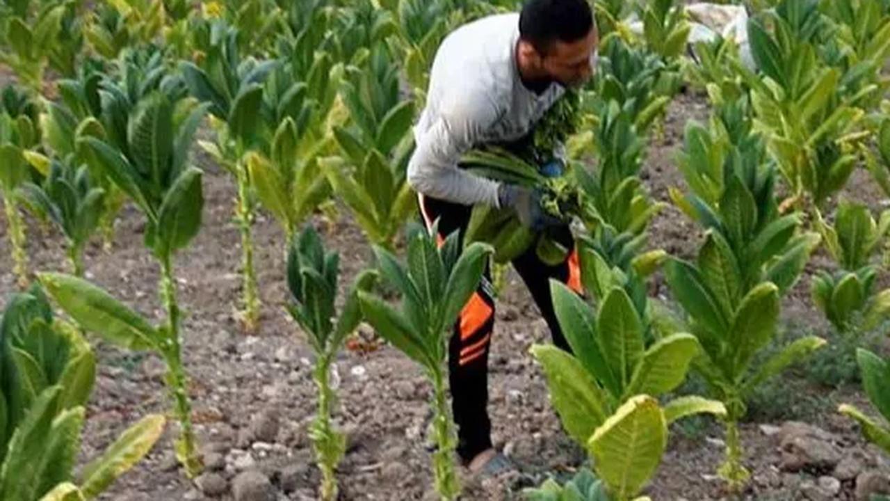 Petani Minta Kemenkes Kaji Ulang Aturan Tembakau di RPP Kesehatan, Kenapa?