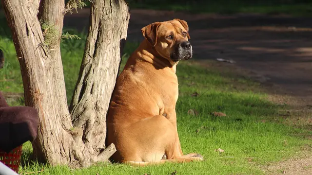 Bullmastiff