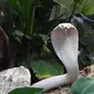 Seekor induk kobra leucistic monocled di kandang ular Kebun Binatang Planet Exotica, Royan, Prancis, Rabu (31/1). Bayi-bayi kobra leucistic monocled akan dipertunjukkan ke publik mulai tanggal 10 Februari. (MEHDI FEDOUACH/AFP)