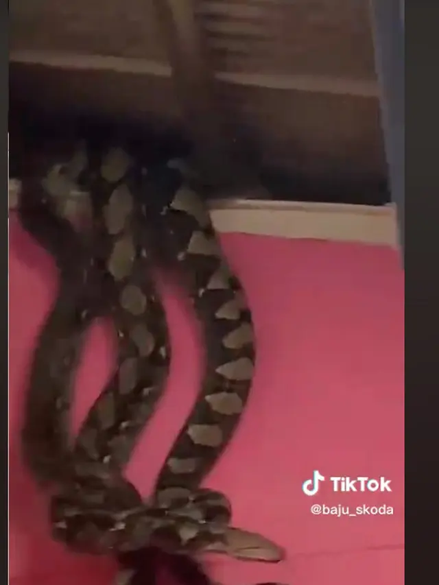 viral proses evakuasi ular piton dari plafon rumah
