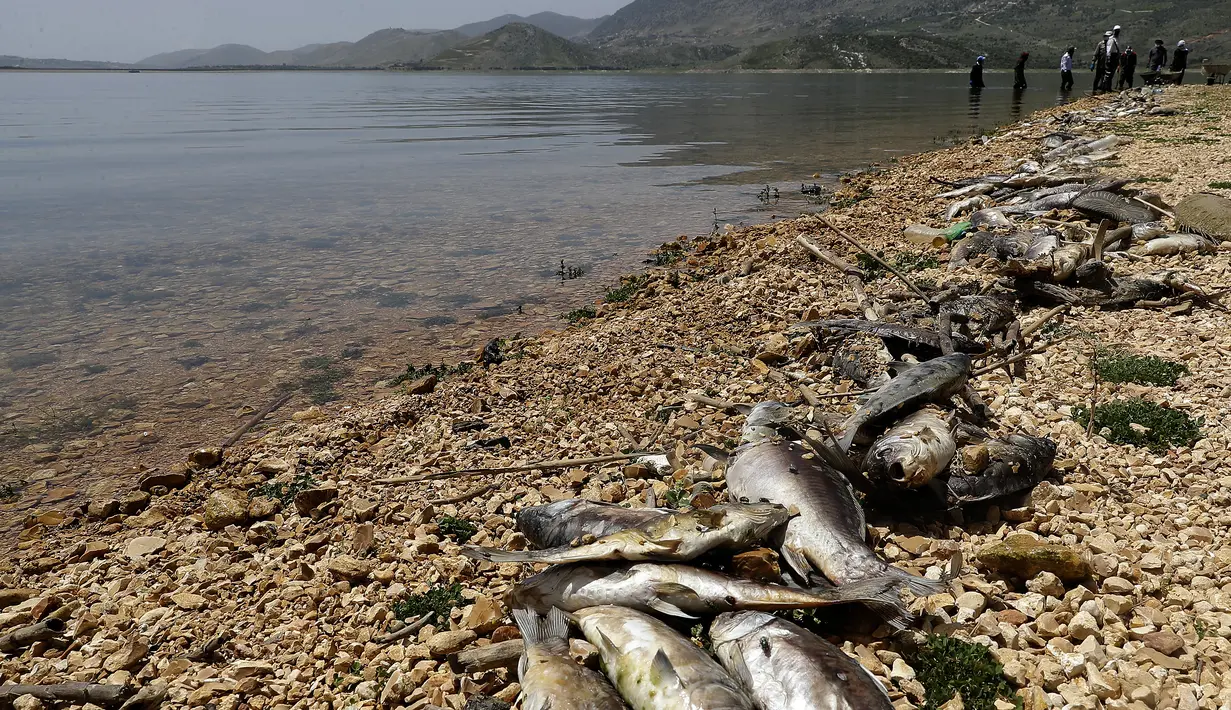 Pekerja membersihkan ikan mas mati dari tepi waduk al-Qaraoun di Distrik Beqaa Barat, Lebanon pada 29 April 2021. Belum jelas penyebab kematian ikan di Danau Qaraoun, yang menurut beberapa nelayan setempat belum pernah terjadi sebelumnya dengan jumlah sebesar ini. (JOSEPH EID / AFP)