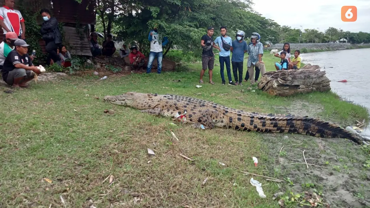 kemunculan buaya muara di tepi sungai palu