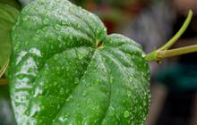 Mengapa Daun Sirih Jadi Andalan Kesehatan Mulut dan Tenggorokan? Simak Manfaatnya!