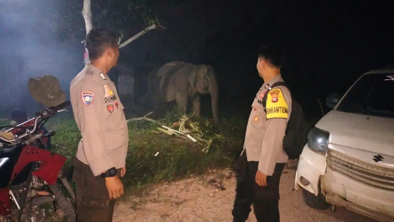 Dua ekor gajah liar yang selama ini berkeliaran sekitar gudang logistik Pemilu KPU Kabupaten Pelalawan (Istimewa)