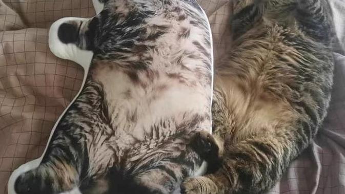 10 Potret Tingkah Laku Kucing yang Membuat Manusia Heran. Sumber: Reddit