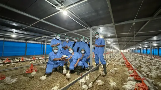 Penerapan Modern Farming dalam Budidaya Ayam Probiotik Berkualitas