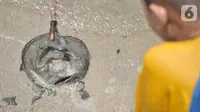 Ubur-ubur hasil tangkapan petugas di Pantai Lagoon, Ancol Taman Impian, Jakarta, Rabu (9/10/2019). Kawanan ubur-ubur yang bermunculan berjenis Spotted Jellyfish, Blubber, dan Sea Netle. (merdeka.com/Iqbal Nugroho)