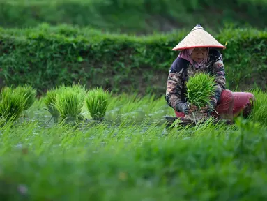 Aktivitas petani saat mencabut bibit padi di sebuah sawah di Japakeh dekat Banda Aceh pada Selasa 14 Januari 2025. (CHAIDEER MAHYUDDIN/AFP)