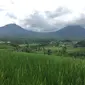 Desa Wisata Jatiluwih menyuguhkan panorama keindahan hijaunya sawah bertingkat di Tabanan, Bali. (Liputan6.com/Putu Elmira)