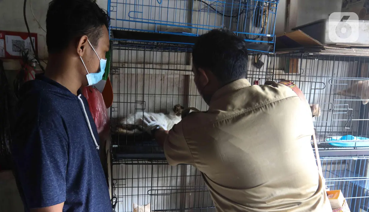 Petugas memeriksa kesehatan kucing di Pasar Barito, Jakarta, Senin (28/3/2022). Penyemprotan disinfektan, pemeriksaan kesehatan hewan dan vaksinasi rabies gratis untuk mengantisipasi penyebaran penyakit di pasar hewan tersebut. (Liputan6.com/Herman Zakharia)