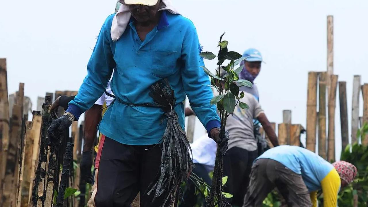 PLN memberikan bibit mangrove sebanyak 5.000 pohon.<br>