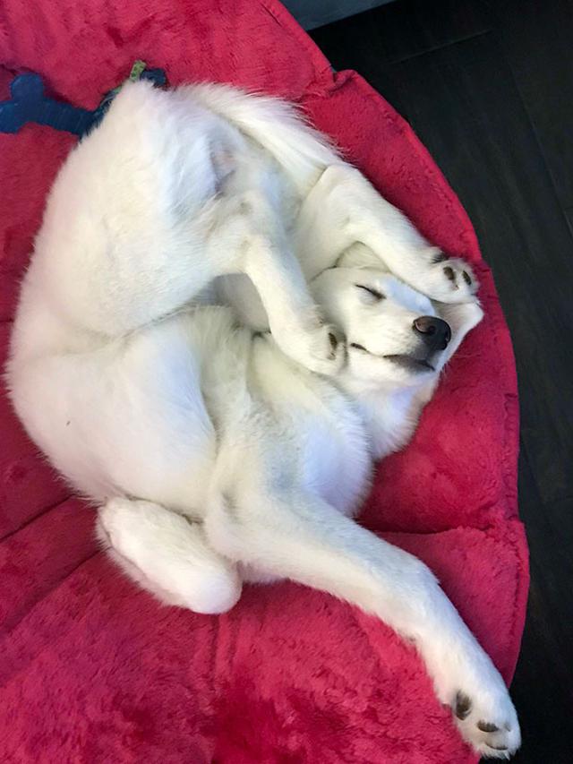 posisi absurd anjing